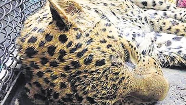 In February 2009, a leopard and her two cubs were injured by a speeding vehicle on NH-48 near Manesar. Similarly, in November 2014, a twelve-year-old male leopard was killed in a road accident in Manesar. (Parveen Kumat/HT Photo) In February 2009, a leopard and her two cubs were injured by a speeding vehicle on NH-48 near Manesar. Similarly, in November 2014, a twelve-year-old male leopard was killed in a road accident in Manesar. (Parveen Kumat/HT Photo)