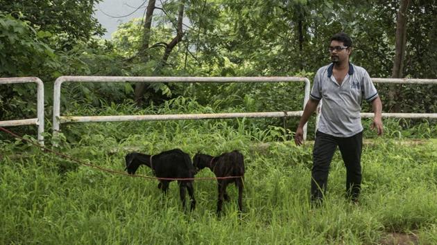 Two goats intended as bait are being fed well and kept overnight in cages attached to the leopard traps. They are taken for a half-an-hour stroll daily before being returned to the cage.(Satish Bate/HT) Two goats intended as bait are being fed well and kept overnight in cages attached to the leopard traps. They are taken for a half-an-hour stroll daily before being returned to the cage.(Satish Bate/HT)