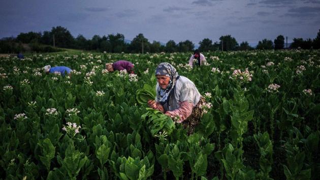 A woman collects tobacco leaves near the village of Kukuryak southeast of the Bulgarian capital Sofia on July 12, 2017. Bulgaria was one of the largest tobacco leaf producer in Europe but the end of communism led to the disbanding of cooperative farms and a decline on production. The southern region of Kirkovo is still home to the largest number of tobacco growers per capita in the European Union. But production is a far cry from the days when Bulgaria's "golden leaf" was an international mark of quality. (Dimitar DILKOFF/ AFP)