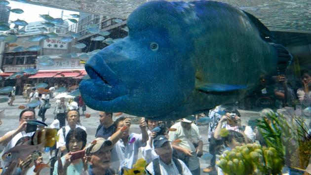 A humpead wrasse, transported from Japan's southern island of Okinawa, swims with other tropical saltwater fish on display in a tank for the Sony Aquarium 2017 exhibition in Tokyo on July 31, 2017. The Sony Aquarium 2017 exhibition, featuring marine life common to the waters around Okinawa, runs until August 13. (Kazuhiro NOGI / AFP)
