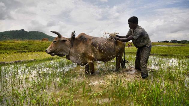 A farmer cleans his ox as he ploughs a paddy field on the outskirts of Guwahati. (PTI) A farmer cleans his ox as he ploughs a paddy field on the outskirts of Guwahati. (PTI)
