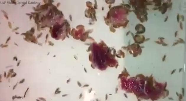 Experts were stunned by what could be sea lice bites after the teenager emerged from the beach with bleeding, The Guardian reported. (Guardian video screengrab) Experts were stunned by what could be sea lice bites after the teenager emerged from the beach with bleeding, The Guardian reported. (Guardian video screengrab)
