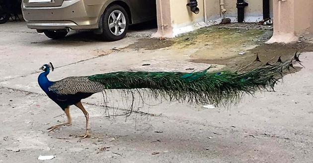 A peacock and a peahen were spotted at Dadar Parsi Colony on Tuesday morning. (HT file) A peacock and a peahen were spotted at Dadar Parsi Colony on Tuesday morning. (HT file)