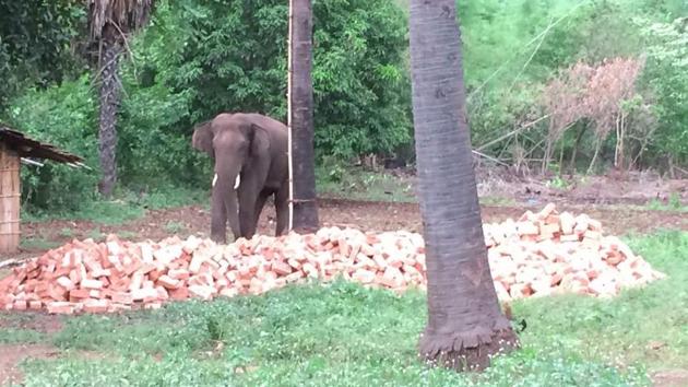 The tusker had killed four people in Bihar before it crossed over to Jharkhand.(HT Photo)