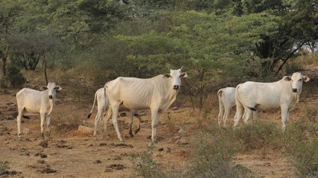The home ministry said there was no proposal to declare the cow as the national animal. (HT file photo)