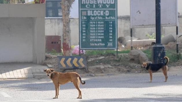 Rough estimates suggest there are around 2,500 stray dogs on the streets of Haldwani in Nainital district. (HT File) Rough estimates suggest there are around 2,500 stray dogs on the streets of Haldwani in Nainital district. (HT File)