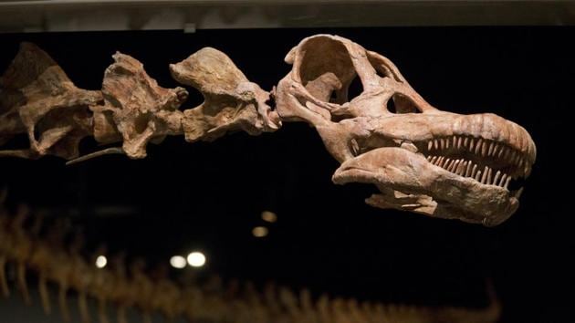 This file photo shows a replica of a 122-foot-long dinosaur is displayed at the American Museum of Natural History in New York. (AP File Photo) This file photo shows a replica of a 122-foot-long dinosaur is displayed at the American Museum of Natural History in New York. (AP File Photo)