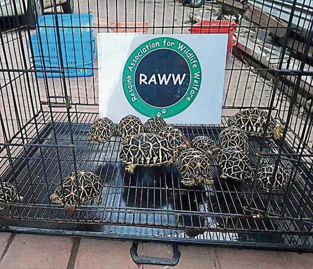 Byculla Zoo officials said the tortoises had died of natural causes (HT) Byculla Zoo officials said the tortoises had died of natural causes (HT)