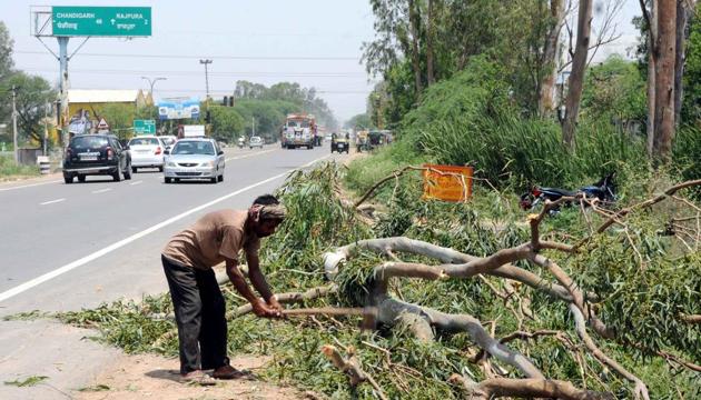 Tree-felling underway on NH-64 in October 2015.(HT File Photo)