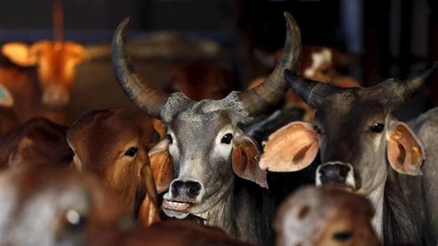 Rescued cattle are seen at a "goushala", or cow shelter, run by Bharatiya Gou Rakshan Parishad, an arm of the Hindu nationalist group Vishwa Hindu Parishad (VHP), at Aangaon village in Maharashtra, in this February 20, 2015 file photo. REUTERS/Shailesh Andrade/Files(Reuters file)