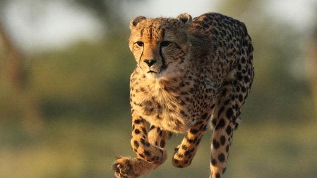 Suitable sites to re-itnroduce cheetah in India have been identified -- Kuno Wildlife Sanctuary and Nauradehi Wildlife Sanctuary in Madhya Pradesh, and Shahgarh area in Rajasthan.(Getty Images/Representative image)