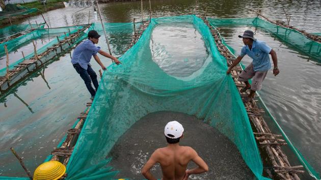 Shrimp farmers work their nets to harvest shrimp which will be processed at a plant in the My Xuyen district in southern Vietnam before further export. Environmentalists have flagged concern that intensive shrimp farming may be short-lived. A wider crisis looms in the obliteration of mangrove forests to make way for farms, exposing land to lashings from storms and further rises in sea-level. (Roberto Schmidt / AFP) Shrimp farmers work their nets to harvest shrimp which will be processed at a plant in the My Xuyen district in southern Vietnam before further export. Environmentalists have flagged concern that intensive shrimp farming may be short-lived. A wider crisis looms in the obliteration of mangrove forests to make way for farms, exposing land to lashings from storms and further rises in sea-level. (Roberto Schmidt / AFP)