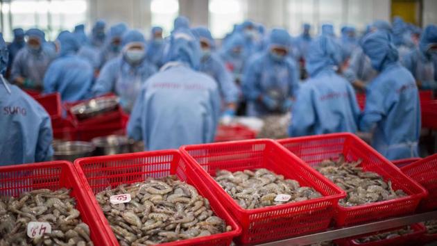 As the centrally planned communist nation embraces market reforms, the lure of exporting high-earning shrimp has become hard to ignore. This year, Prime Minister Nguyễn Xuân Phúc called for shrimp exports to touch $10 billion by 2025, an ambitious jump from $3 billion the industry generated last year. In contrast, export earnings from rice been on a steady decline since 2011, raking in $2.2 billion last year. (Roberto Schmidt / AFP) As the centrally planned communist nation embraces market reforms, the lure of exporting high-earning shrimp has become hard to ignore. This year, Prime Minister Nguyễn Xuân Phúc called for shrimp exports to touch $10 billion by 2025, an ambitious jump from $3 billion the industry generated last year. In contrast, export earnings from rice been on a steady decline since 2011, raking in $2.2 billion last year. (Roberto Schmidt / AFP)