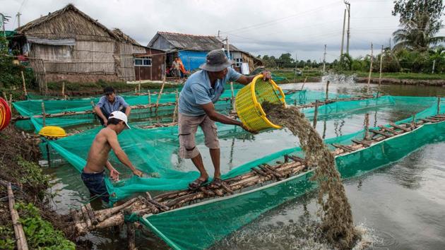 In some areas, the government is now urging farmers to grow rice half the year and harvest shrimp for the other half -- a hard sell for farmers like Thach Ngoc Cuong who are eager to abandon rice. He has two plots in Soc Trang province, one contains freshwater for rice, the other is salty for the prized crustaceans. ‘I would be very happy if we could raise shrimp on the rice side,’ he said. (Roberto Schmidt / AFP) In some areas, the government is now urging farmers to grow rice half the year and harvest shrimp for the other half -- a hard sell for farmers like Thach Ngoc Cuong who are eager to abandon rice. He has two plots in Soc Trang province, one contains freshwater for rice, the other is salty for the prized crustaceans. ‘I would be very happy if we could raise shrimp on the rice side,’ he said. (Roberto Schmidt / AFP)