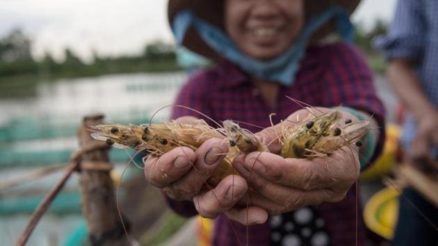 The Mekong Delta, long renowned as the ‘rice bowl of Vietnam’, has been steadily giving way to fields of paddy, increasingly turning home to a multi-billion-dollar shrimp industry. With profits from rice cultivation paling in comparison to shrimp, burgeoning numbers of farmers are building fortunes from these small crustaceans. (Roberto Schmidt / AFP) The Mekong Delta, long renowned as the ‘rice bowl of Vietnam’, has been steadily giving way to fields of paddy, increasingly turning home to a multi-billion-dollar shrimp industry. With profits from rice cultivation paling in comparison to shrimp, burgeoning numbers of farmers are building fortunes from these small crustaceans. (Roberto Schmidt / AFP)