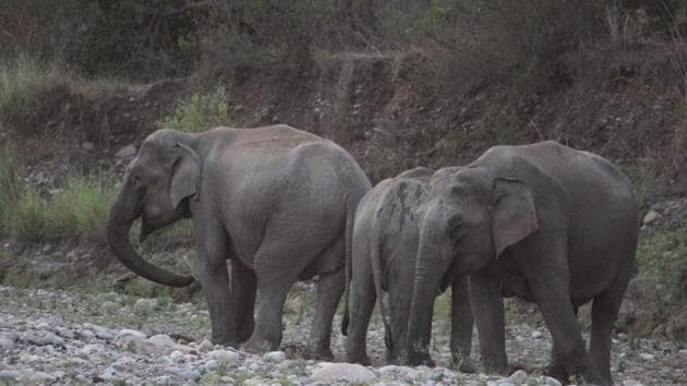 Of 24 states surveyed for the exercise, only eight reported an increase in elephant numbers. Tamil Nadu saw the biggest dip of 1,254 elephants, followed by Karnataka (439). (HT FIle Photo) Of 24 states surveyed for the exercise, only eight reported an increase in elephant numbers. Tamil Nadu saw the biggest dip of 1,254 elephants, followed by Karnataka (439). (HT FIle Photo)