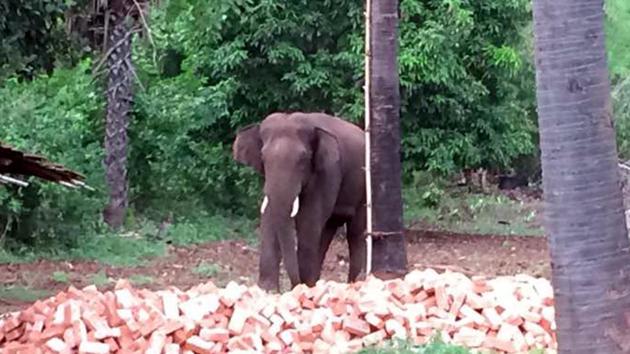 The wild elephant that killed 10 villagers over the last three months in Sahebganj.(HT Photo)