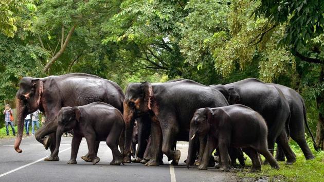 A herd of elephants cross a road that passes through the Kaziranga National Park in Assam. (Reuters file) A herd of elephants cross a road that passes through the Kaziranga National Park in Assam. (Reuters file)