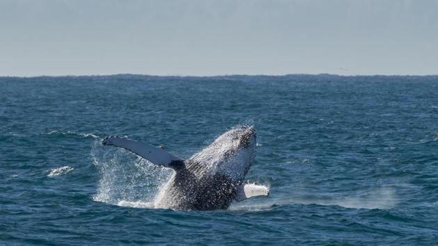 Watch 90 tonne whales swimming, peeking and making their way through the water near Kangaroo Island. (Shutterstock) Watch 90 tonne whales swimming, peeking and making their way through the water near Kangaroo Island. (Shutterstock)
