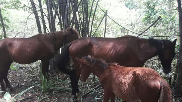 Police said the horses were for the use of senior Maoist leaders such as Mallojula Venugopal aka Bhupati and Kadari Satyanarayan Reddy aka Kosa. (HT Photo) Police said the horses were for the use of senior Maoist leaders such as Mallojula Venugopal aka Bhupati and Kadari Satyanarayan Reddy aka Kosa. (HT Photo)