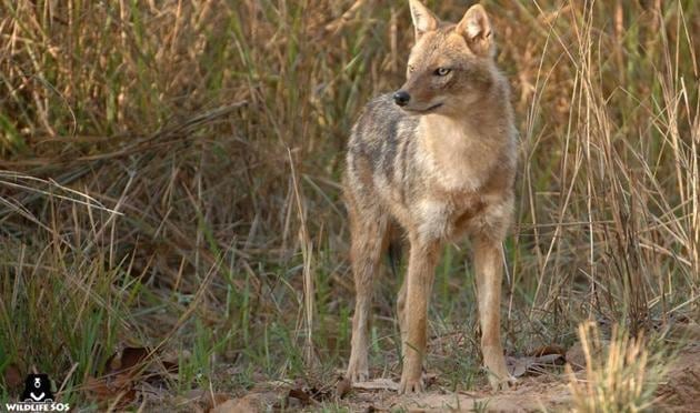 A golden jackal, which fell into an uncovered 44-foot-deep well in Junnar, near Pune, around 4.30pm on Sunday, was pulled out two hours later. (HT) A golden jackal, which fell into an uncovered 44-foot-deep well in Junnar, near Pune, around 4.30pm on Sunday, was pulled out two hours later. (HT)