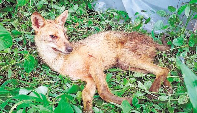 The jackal was first spotted by the Godrej security staff around 5pm (HT photo) The jackal was first spotted by the Godrej security staff around 5pm (HT photo)