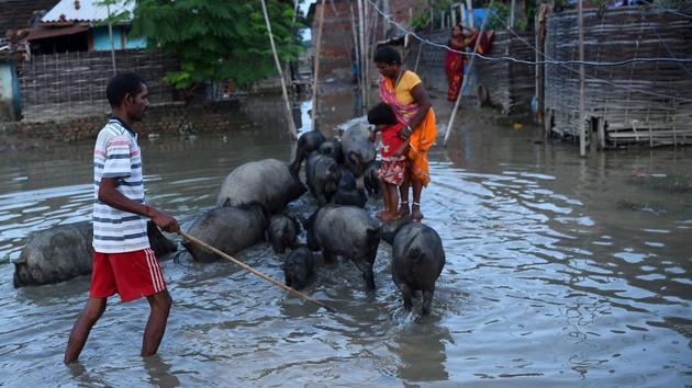 A Nepalese man guides his pigs through floodwaters in Janakpur, 300 km southeast of the capital Kathmandu, on August 14, 2017. Nearly 200 people have died and thousands have fled their homes as monsoon floods swept across Nepal, India and Bangladesh and the toll could rise as the extent of the damage becomes clear. Three days of relentless downpours sparked flash floods and landslides that have killed 91 people in Nepal, 73 across northern and eastern India and 22 in Bangladesh.(AFP)