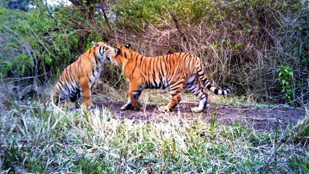 Tigers play at Rajaji Tiger Reserve. (HT Photo) Tigers play at Rajaji Tiger Reserve. (HT Photo)