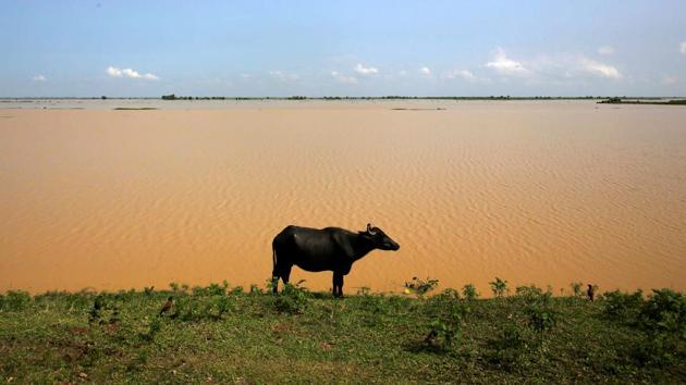 The ministry also stated that an estimated 400 head of livestock have also been killed across various parts of the country. (Navesh Chitrakar / REUTERS)