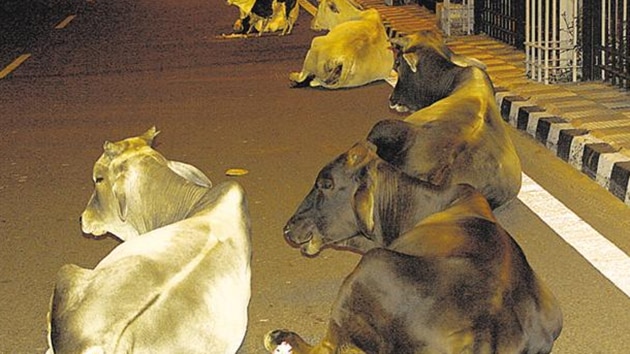 Thousands of cows and bulls in Haryana have made the roads their home, disrupting free flow of traffic.(HT Photo)