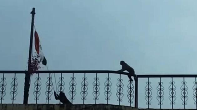 A video of the incident has gone viral on the social media, leaving netizens in splits. (HT Photo) A video of the incident has gone viral on the social media, leaving netizens in splits. (HT Photo)
