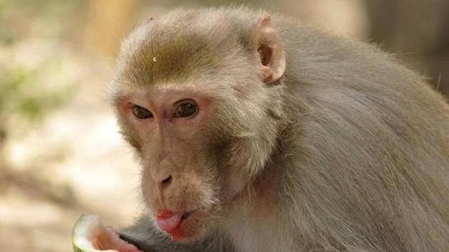The monkey is from a forest in Nanded, said officials. (Photo for representation only) The monkey is from a forest in Nanded, said officials. (Photo for representation only)