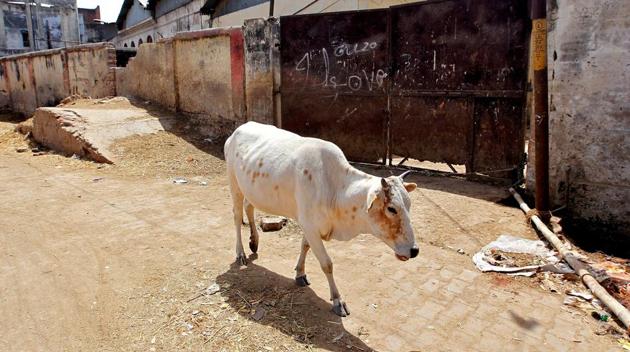 A cow walks past a closed slaughter house in Allahabad, on March 28, 2017.(Reuters File Photo)