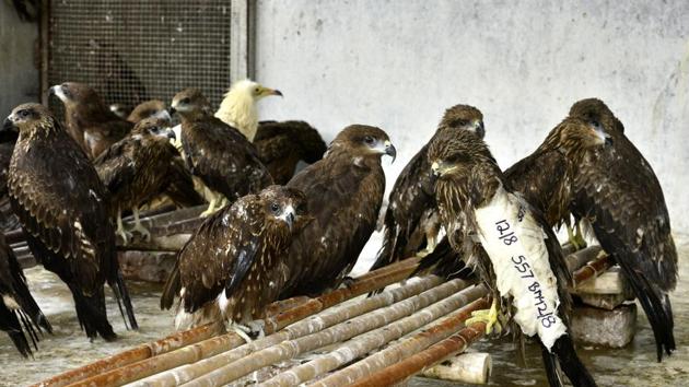 The case for injured birds of prey such as Black Kites, Egyptian vultures, Falcons, Barn Owls and Hawks however is a bit more complicated as many establishments avoid taking them in over concerns for other herbivorous birds and the added costs of feeding and maintaining these carnivores. (Arun Sharma / HT Photo)