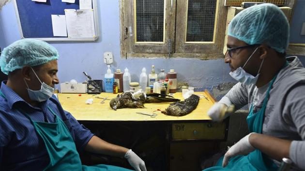 Brothers Nadeem Shahzad, 36, and Mohammad Saud, 32, have acknowledged the need for aid to injured raptors and began running Wildlife Rescue from Old Delhi, one of the city’s few avian centres addressing birds of prey. (Arun Sharma / HT Photo)
