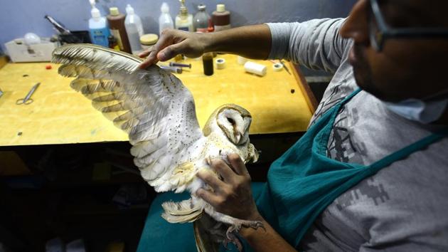 While Delhi and multiple states in the country have banned the abrasive ‘Chinese’ manja, implementation is considered hard as buyers continue to sway towards it owing to lesser costs than cotton manja even when procured from the black market. A ban on import of synthetic threads would also violate India's WTO commitments. The continued influx of avian casualties in the 2017 kite flying season is an indicator of the continued prevalence of this killer thread and threats to avian life. (Arun Sharma / HT Photo)