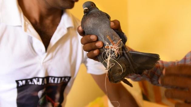 ’Chinese’ manja, manufactured in India itself derives this name from the use of artificial fibres such as nylon, coated with a masala of glass, metal and glue which results in a higher tensile strength compared to traditional cotton based manja. Cheaper costs of making this razor sharp thread make it popular among buyers and have lent it the ‘Chinese’ moniker. As greater numbers of kites take to the skies, bird casualties through entanglement, lacerations to their wings or fatal injuries become more frequent. (Arun Sharma / HT Photo)