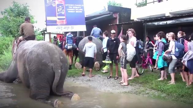 Nearly 300 guests were rescued on elephant backs and tractor trailers from hostels and restaurants in Nepal’s Sauraha. (AP video/Screengrab) Nearly 300 guests were rescued on elephant backs and tractor trailers from hostels and restaurants in Nepal’s Sauraha. (AP video/Screengrab)