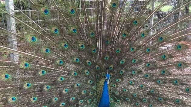 The man had put up boards displaying the animals as attractions. (HT) The man had put up boards displaying the animals as attractions. (HT)