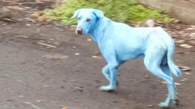 Blue dog' in Mumbai suburb goes blind, SPCA to treat it, run tests on  others | Mumbai news - Hindustan Times
