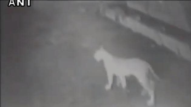 That the lions had visited the village was discovered only the following morning. (Videograb/ANI) That the lions had visited the village was discovered only the following morning. (Videograb/ANI)