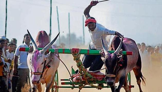 The Bombay HC bench felt that the state was obligated to put in place a mechanism or procedure to ensure that bullocks are not subjected to unnecessary pain and suffering because of the races. (HT photo) The Bombay HC bench felt that the state was obligated to put in place a mechanism or procedure to ensure that bullocks are not subjected to unnecessary pain and suffering because of the races. (HT photo)
