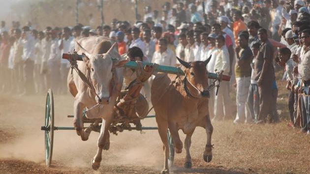Animal rights activists are against bullock cart racing, saying it’s cruel to animals. (HT FILE) Animal rights activists are against bullock cart racing, saying it’s cruel to animals. (HT FILE)