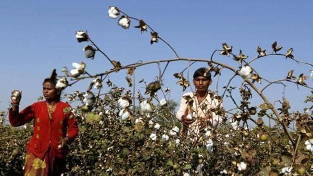 "We visited the fields and in some places we found the whitefly beyond ETL (economic threshold level),” said DC Rajak, joint director, Union agriculture ministry, who is heading the team. (HT File) "We visited the fields and in some places we found the whitefly beyond ETL (economic threshold level),” said DC Rajak, joint director, Union agriculture ministry, who is heading the team. (HT File)