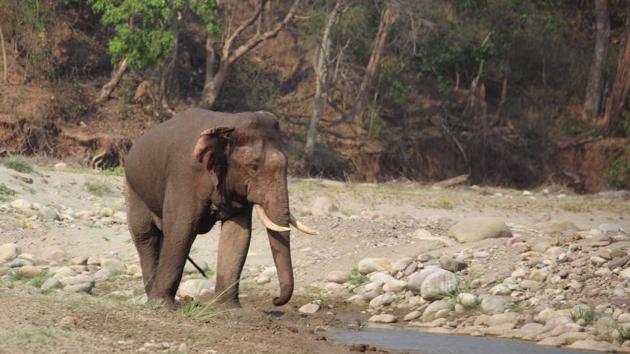 Continuous risk lurks on villagers living in the reserve where wild animals such as leopards and elephants roam around. (HT PHOTO) Continuous risk lurks on villagers living in the reserve where wild animals such as leopards and elephants roam around. (HT PHOTO)