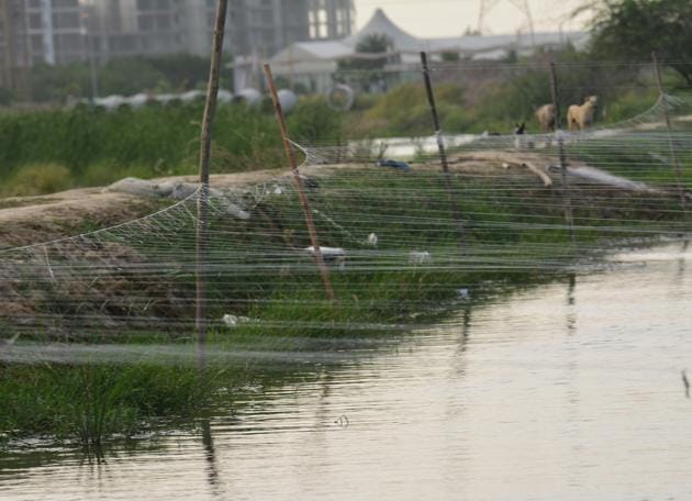 Fish cultivation is being carried out in an 100-acre area of the Basai water body. (HT Photo) Fish cultivation is being carried out in an 100-acre area of the Basai water body. (HT Photo)