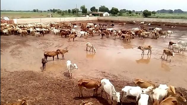 Ninety more cow carcasses were found on Saturday in two shelters run by arrested BJP leader Harish Verma in Chhattisgarh. (HT Photo) Ninety more cow carcasses were found on Saturday in two shelters run by arrested BJP leader Harish Verma in Chhattisgarh. (HT Photo)