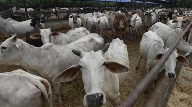 Chhattisgarh government suspends nine officials over the death of cows in three shelter homes run by a BJP leader in the state’s Durg and Bemetara districts.(HT PHOTO)