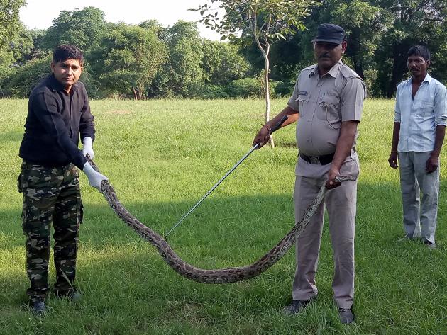 The python tried to slip away before the rescue team arrived, but the villagers kept watch.(Leena Dhankhar/HT)