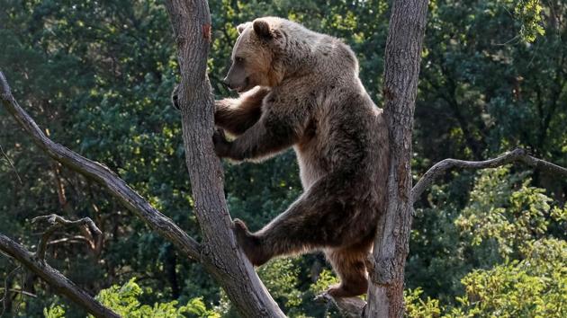 A brown bear is seen in a shelter for bears in the village of Berezivka near Zhytomyr, Ukraine August 15, 2017. Five bears, which suffered bad treatment were rescued from circuses and private zoos and restaurants by an animal rescue centre. (Gleb Garanich /REUTERS)
